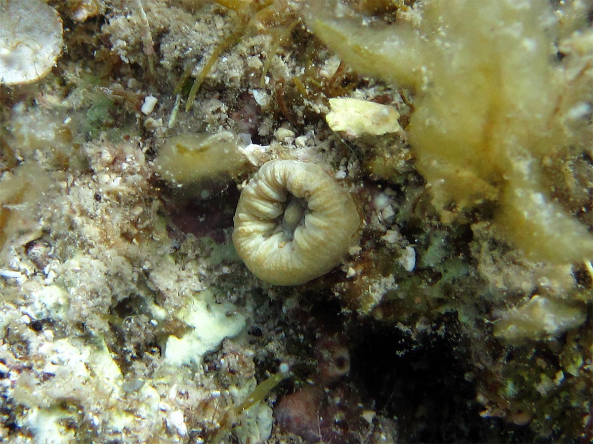 Balanophyllia europaea